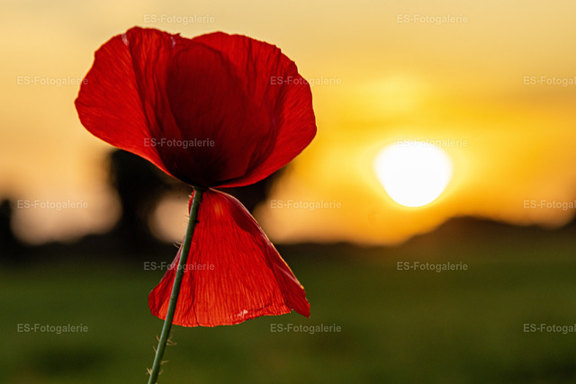 Mohnblumen