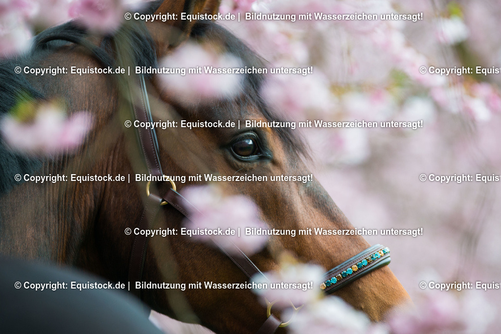 20160413_Pferd_in_Kirschbl__te_0001 | equistock