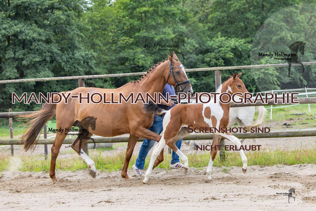 Hexenberg-14 | mandyhollmannphotographie