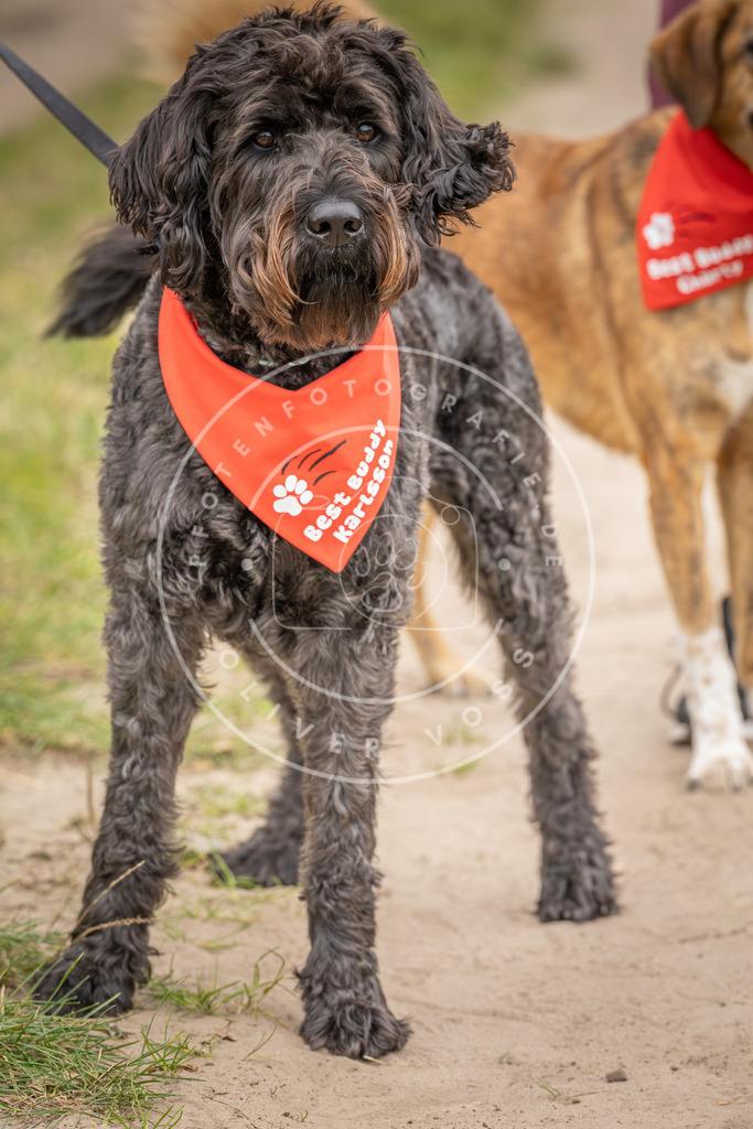 Pfotenfotografie_DV3A6609 | Hundefotografie, Tierfotograf, Pfotenfotografie, Fotoshooting Hund, Hunde Portrait, Hundesport, Hundeportraits, Heideshooting, Hunde, Sportfotograf, Hundefotograf, Turnierhundsport, THS,  - Realisiert mit Pictrs.com