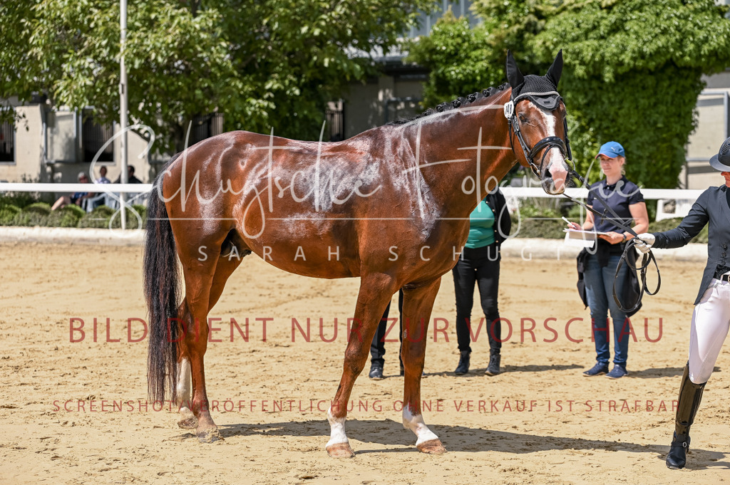 Schugtsche-Aluta25-48.Reitpferfdeprf.-310 | Schugtsche Fotografie - Realisiert mit Pictrs.com