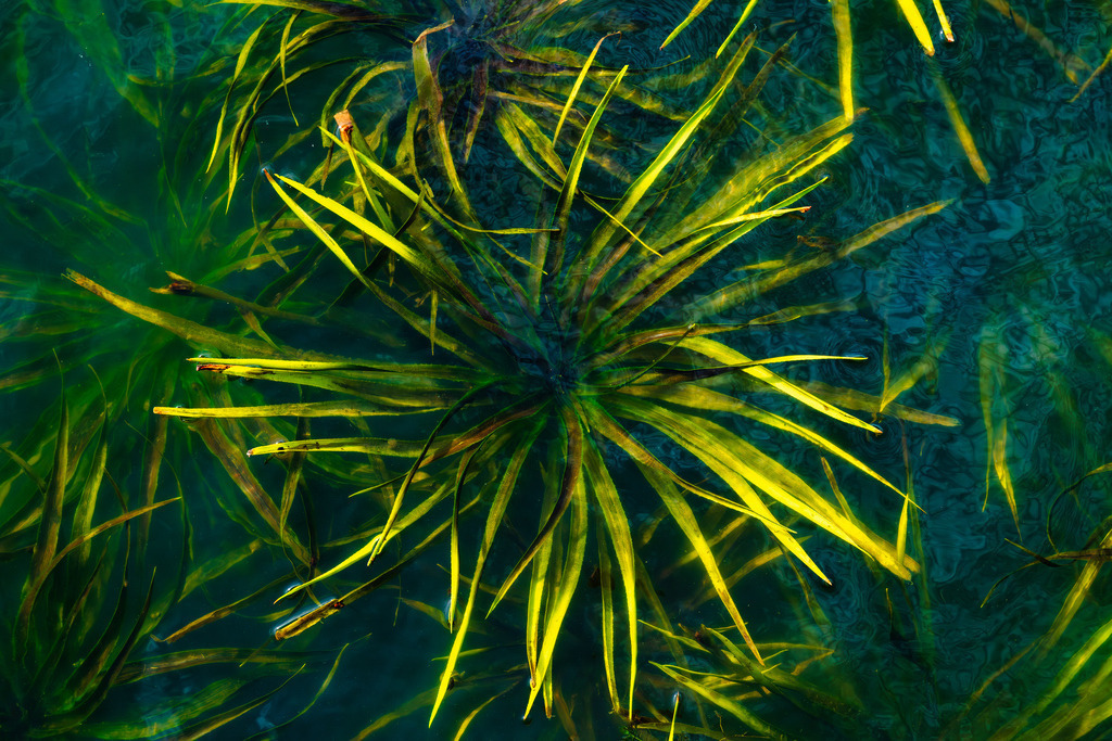 2025_09_20_SH-HEMMELSDORFER SEE+SCHARBEUTZ_MCP2737 | Hochwertig gedruckte Fotografien für die Wand, als Kalender und zum Verschenken. Hamburg & Norddeutschland und überall wo ich mit der Kamera unterwegs war.