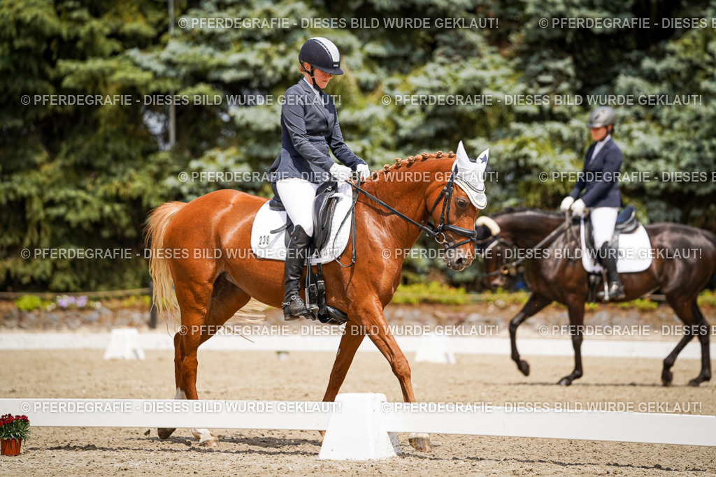 DSC02907 | Pferdegrafie