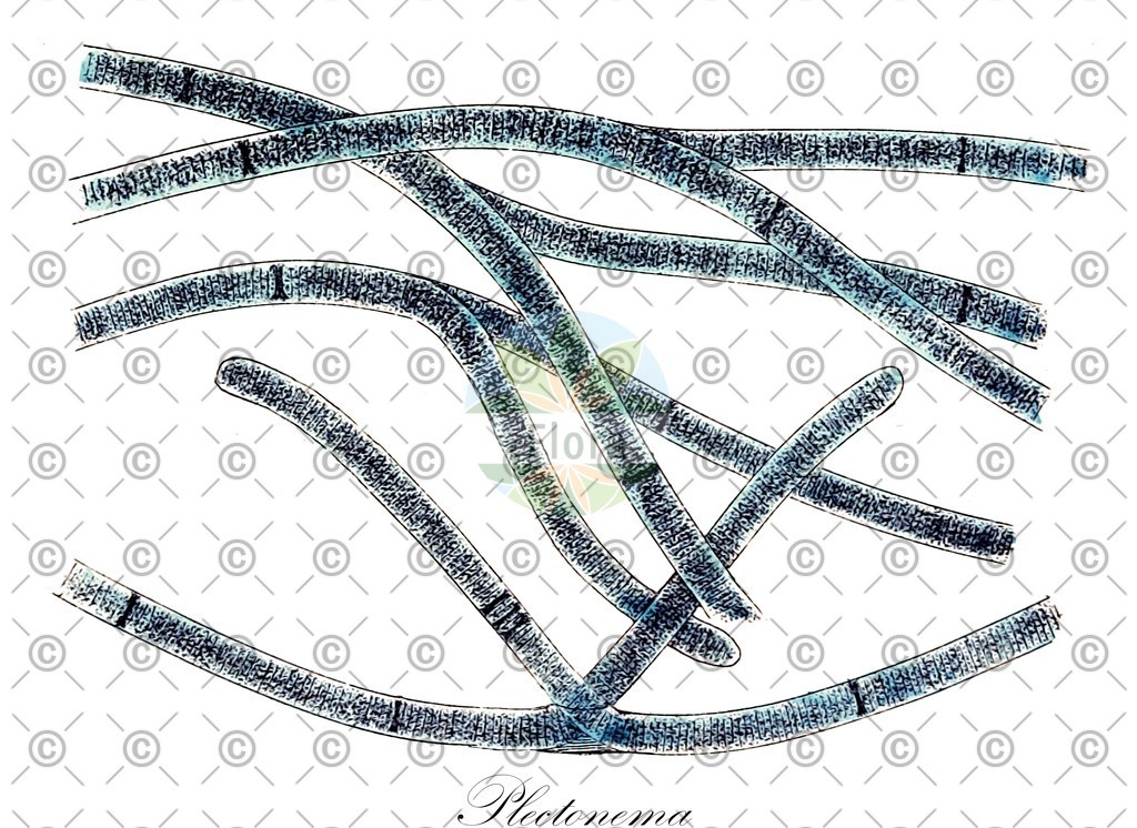 HistAbb_wfo-0000275435_1_ENZY_Simple | Historische Abbildung von Plectonema - Scytonemataceae (0) | Historical Illustration of Plectonema - Scytonemataceae (0)