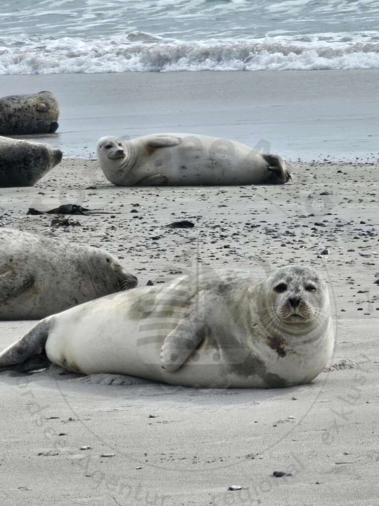 20240406_123736 | Nordseeauge Onlineshop Nordseebilder Nordseeshop Nordseefotos Nordseeurlaub Nordseeerleben Nordseemomente UrlaubfuerzuHause Meerbilder Strandurlaub Acrylglasbilder Leinwandbilder Nordseekleidung Nordeefanartikel Nordseegeschenke Geschenkeshop - Realisiert mit Pictrs.com