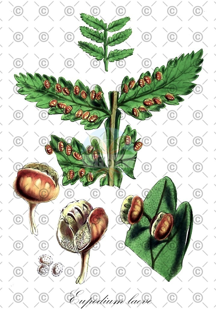 HistAbb_wfo-0000682839_1_ENZY_Simple | Historische Abbildung von Eupodium laeve - Marattiaceae | Historical Illustration of Eupodium laeve - Marattiaceae