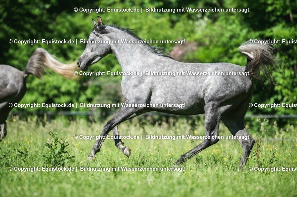 20210617_Araber_Marbach_Koppel_0054 | Foto: Thomas Hartig