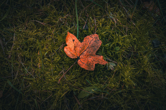 Rotes Ahornblatt | Ein rot gefärbtes Ahornblatt (Acer) liegt auf Moos im Wald, Jena Thüringen, Deutschland - Realisiert mit Pictrs.com