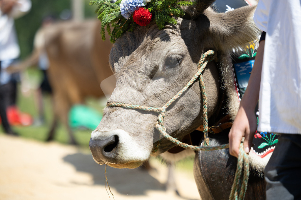Rigi2025_2076 | Die Schwinger des Schwyzer Kantonalen Schwingerverbandes: Fotos, die Dynamik und Leidenschaft festhalten, sowie emotionale Momente aus dem traditionellen Schwingsport zeigen. - Realisiert mit Pictrs.com