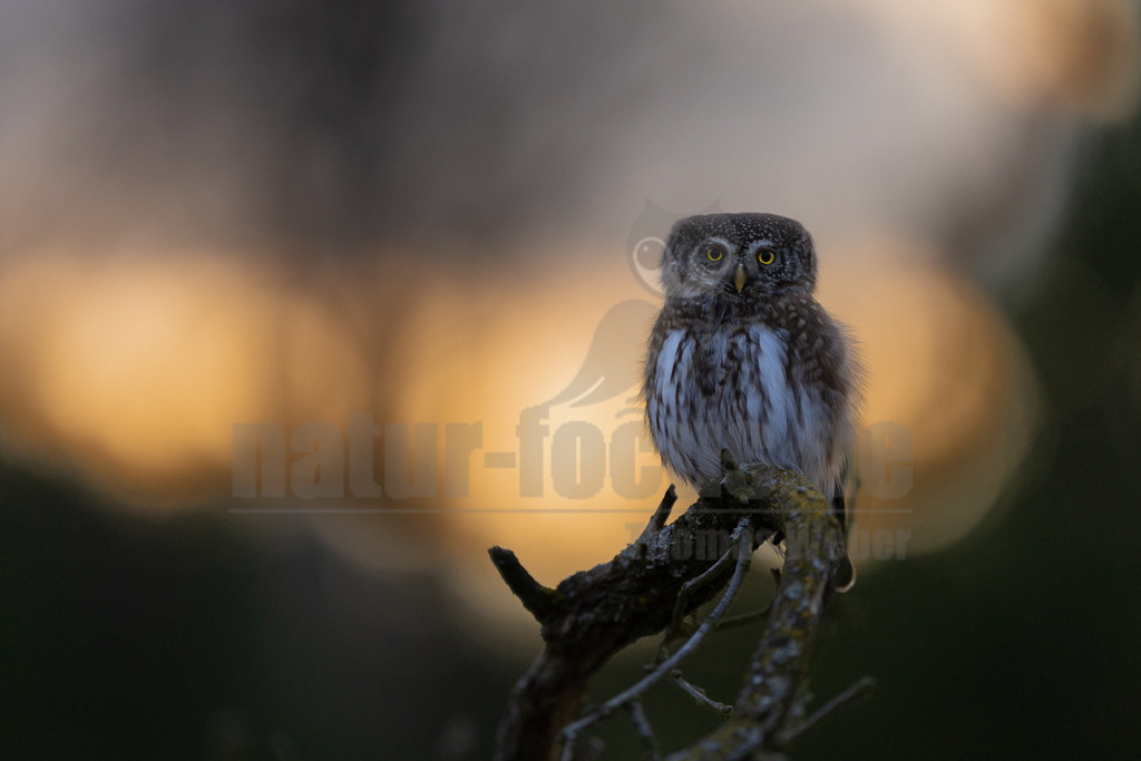 R6NF4237_20260310 | Ein Sperlingskauz (Glaucidium passerinum) sitzt auf einem moosbewachsenen Ast. Der Kauz hat ein graubraunes Gefieder mit weißen Flecken auf dem Kopf und Rücken sowie eine helle, gestreifte Unterseite. Seine großen, leuchtend gelben Augen sind weit geöffnet und direkt auf den Betrachter gerichtet. Der Hintergrund ist unscharf und zeigt warme Orange- und Gelbtöne, die auf einen Sonnenuntergang oder eine Lichtquelle hindeuten, während der Vordergrund und der Ast dunkler sind. - Realisiert mit Pictrs.com