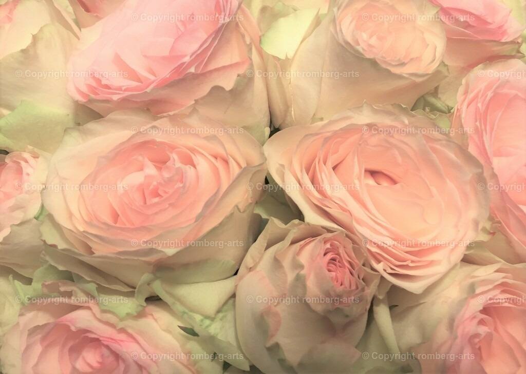 Roses6 | morbide Pastellrosen, Rosenstrauß, rosa Rosen, weiß-rosa Rosen