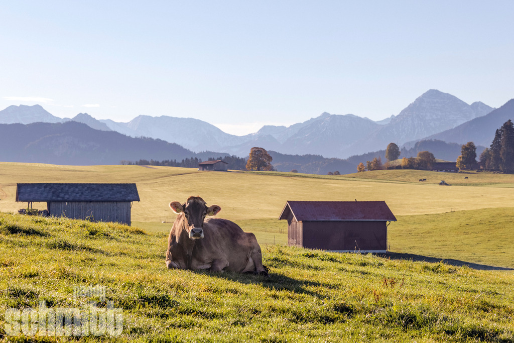 PS-Tiere-2026-53 | Entdecke die größte Bildgalerie der Region mit Fotografien aus dem Allgäu, der Bodenseeregion, Oberschwaben, dem Donautal und der Schwäbischen Alb. Landschaften, Luftaufnahmen und Reisefotografie als Wandbild und Fotokunst. - Realisiert mit Pictrs.com