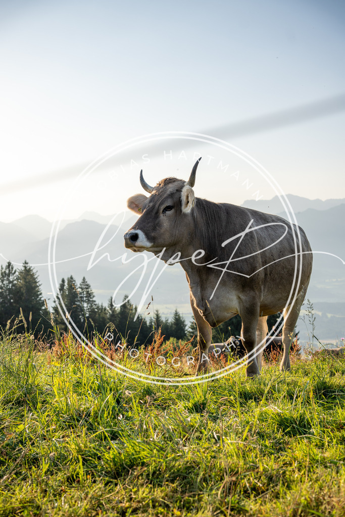 THA04930 | Hier findet ihr Bildergalerien & Fotos von Sportveranstaltungen & Events im Allgäu und Umgebung. 