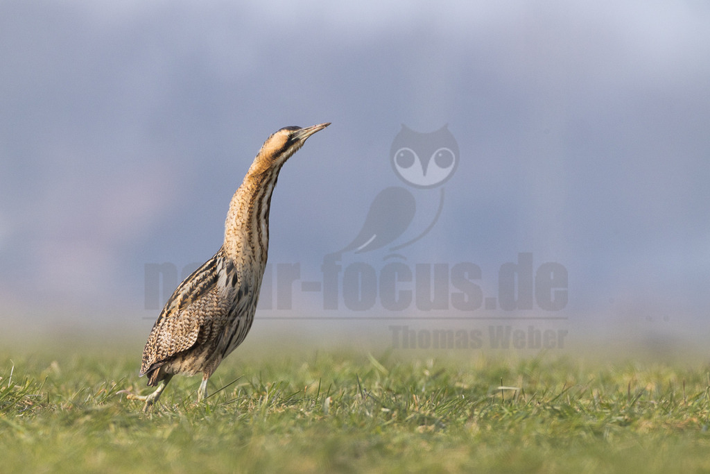 R5M29851_20260125 | Eine Rohrdommel (Botaurus stellaris) steht auf einer grünen Wiese und blickt mit erhobenem Kopf nach oben. Ihr gestreiftes, braun-beiges Gefieder ist gut zu erkennen. Der Hintergrund ist unscharf und grau. - Realisiert mit Pictrs.com