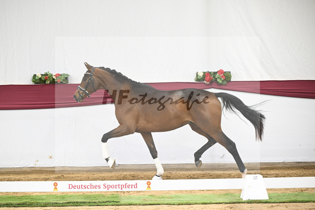 Kat-Nr. 26 Dynamic Dream x Le Mans_Kurt Fink_47250795 | hf-fotografie - Realisiert mit Pictrs.com