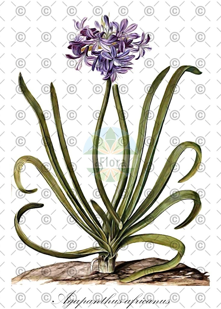 HistAbb_wfo-0000754060_2_ENZY_Simple | Historische Abbildung von Agapanthus africanus - Amaryllidaceae (Afrikanische Blaulilie;Agapanthus;Liebesblumen) | Historical Illustration of Agapanthus africanus - Amaryllidaceae