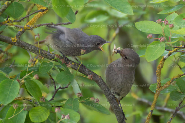 201718 | Tierfotografie, Tierkalender, Tierbilder, Insekten, Spinnen, Vögel, Schmetterling, Libellen, Leinwand, Colorkey, Qualität, Geschenkartikel, Geschenk - Realisiert mit Pictrs.com