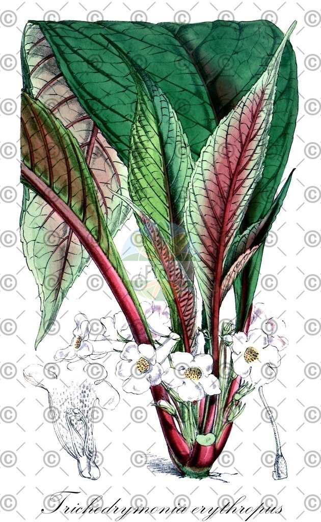 HistAbb_wfo-0000002980_1_ENZY_Simple | Historische Abbildung von Trichodrymonia erythropus - Gesneriaceae | Historical Illustration of Trichodrymonia erythropus - Gesneriaceae
