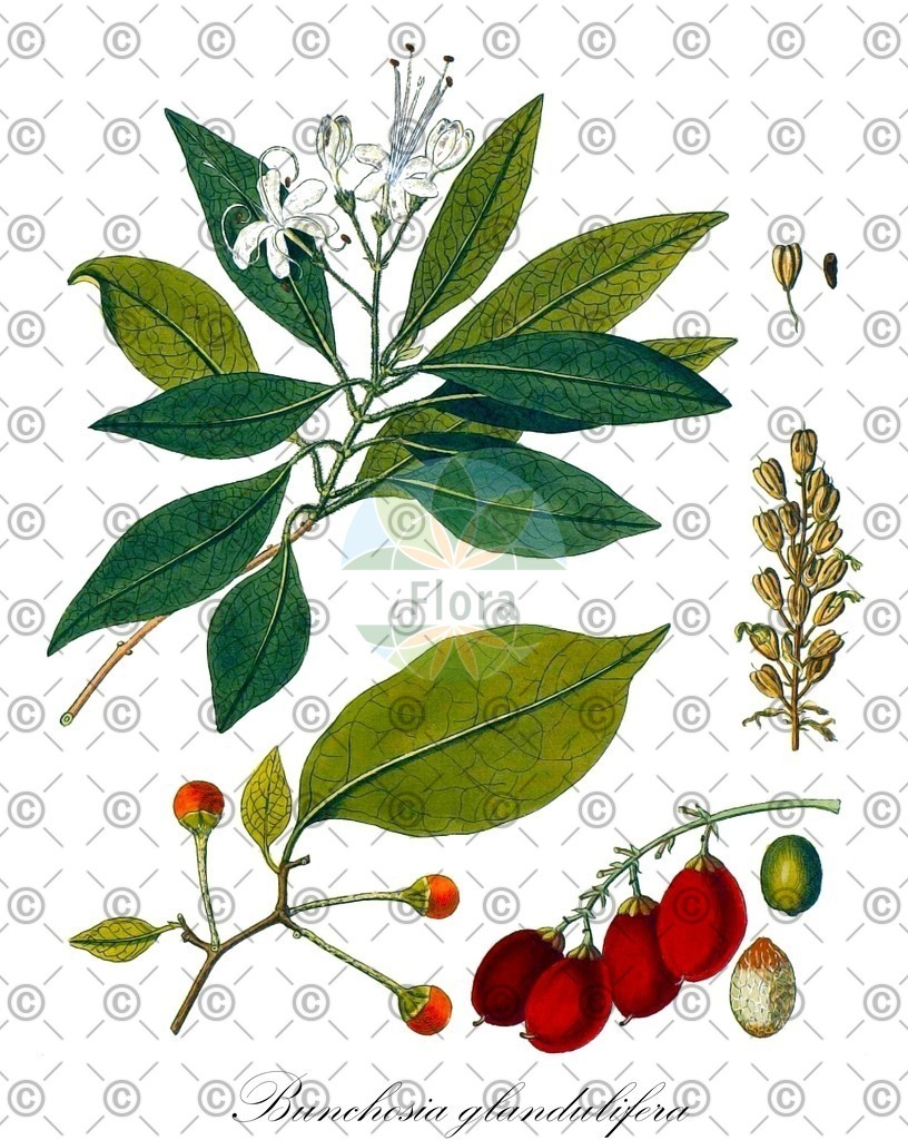 HistAbb_wfo-0000574716_1_ENZY_Simple | Historische Abbildung von Bunchosia glandulifera - Malpighiaceae | Historical Illustration of Bunchosia glandulifera - Malpighiaceae