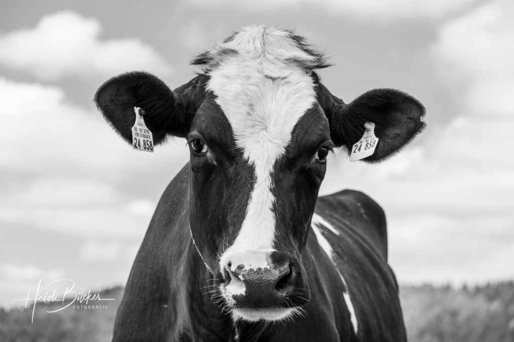 Schwarzweisse Kuh im Sauerland | Schwarzweisse Kuh im Sauerland - Realisiert mit Pictrs.com