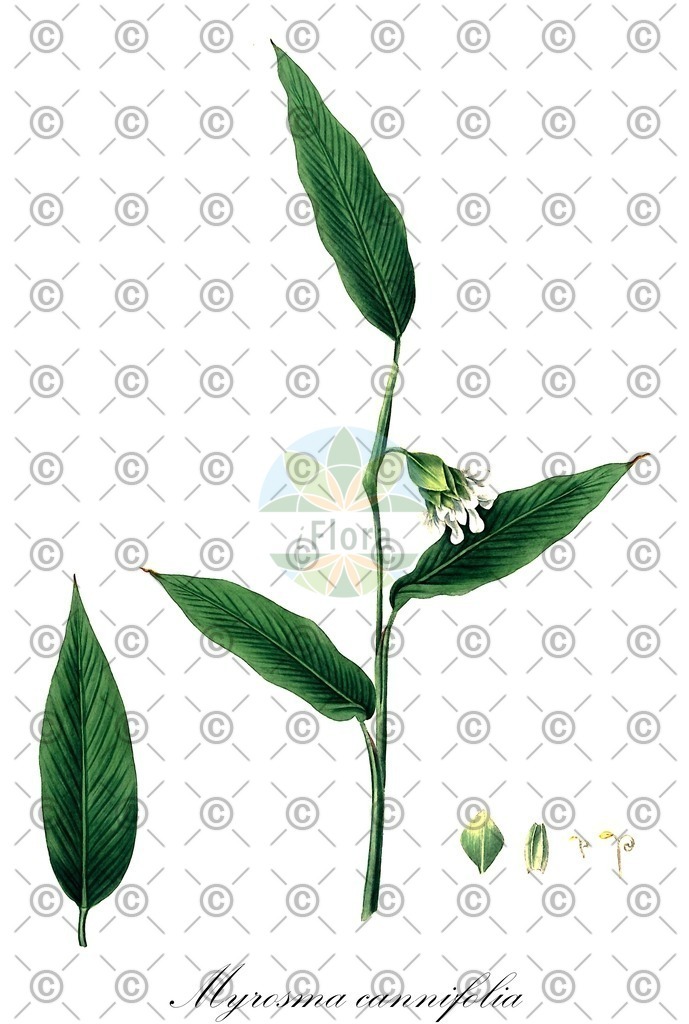 HistAbb_wfo-0000248354_1_ENZY_Simple | Historische Abbildung von Myrosma cannifolia - Marantaceae | Historical Illustration of Myrosma cannifolia - Marantaceae
