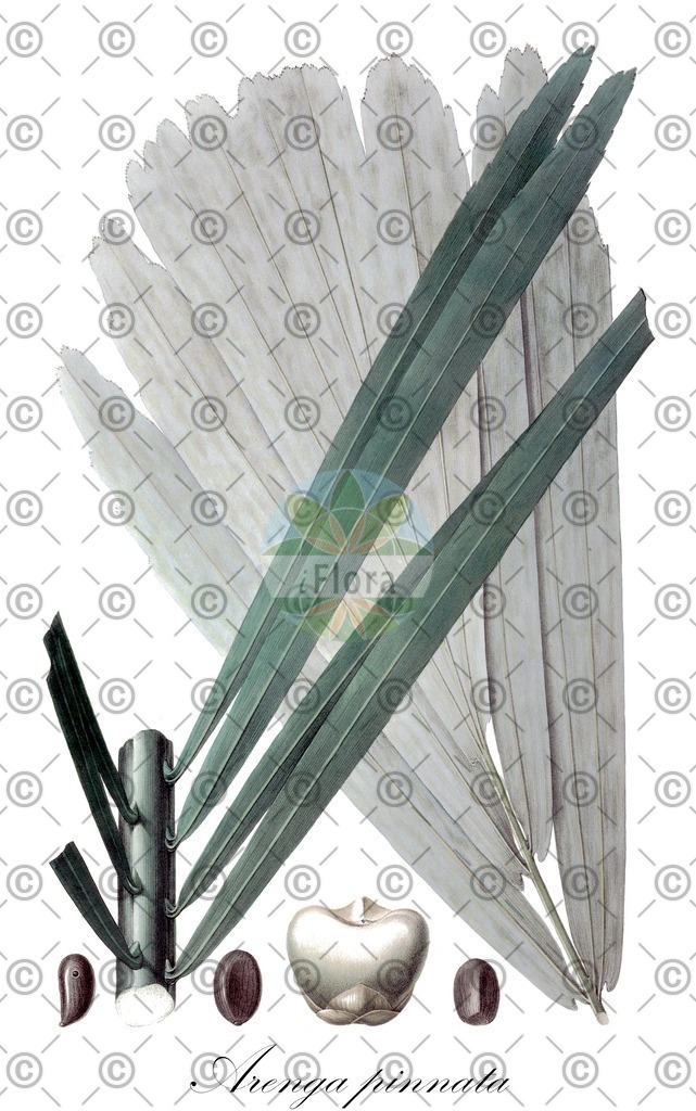 HistAbb_wfo-0000263731_3_ENZY_Simple | Historische Abbildung von Arenga pinnata - Arecaceae (Molukken-Zuckerpalme) | Historical Illustration of Arenga pinnata - Arecaceae
