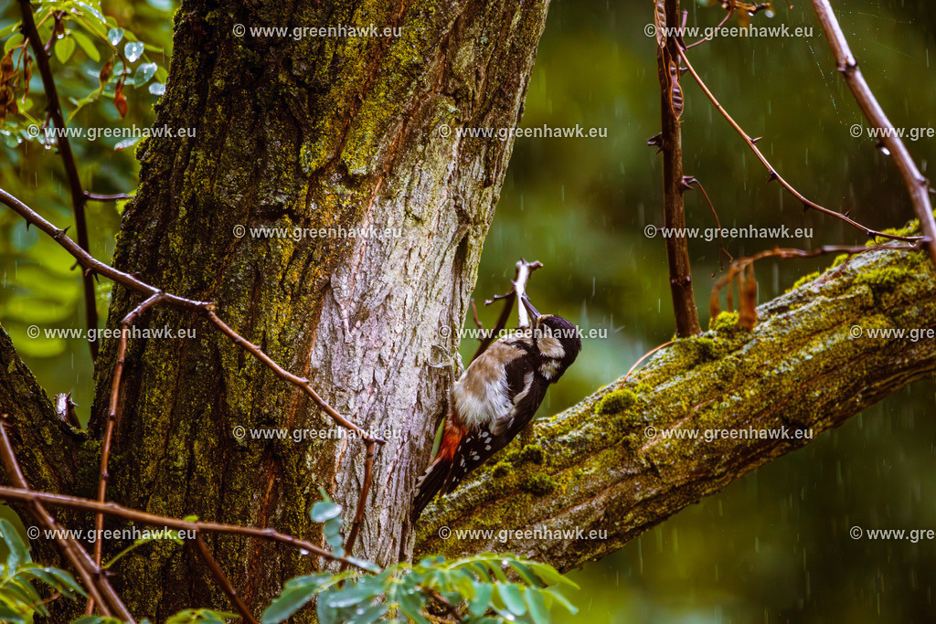 IMG_9208-Verbessert-RR | Greenhawks Bilder Shop für Landschaften, Urban, Tiere und weiteres als Poster Leinwand oder Fotogeschenk für Ostern Weihnachten oder Geburtstag  - Realisiert mit Pictrs.com