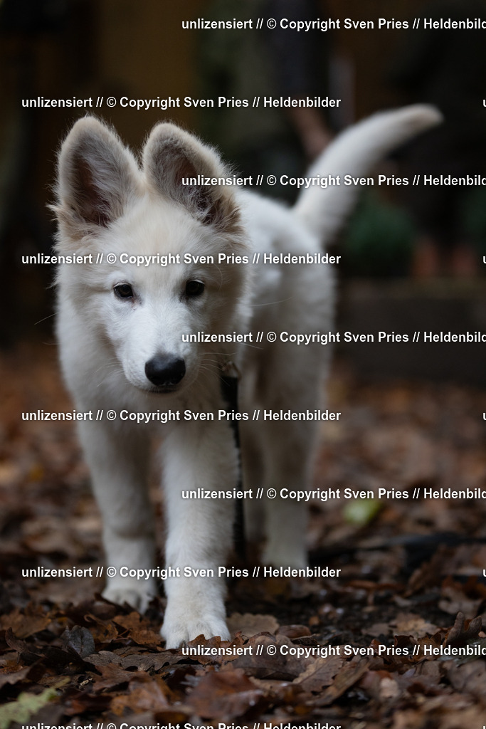 Sven Pries | 2024-10-19 - Hunderennen Ober-Grombach Schutzhunde - Realisiert mit Pictrs.com