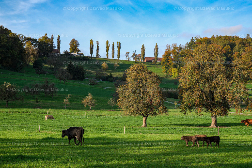 DSCF1354 | Ich fotografiere Landschaften, Produkte und erstelle für Sie Firmenportraits. Engagieren Sie mich für den nächsten Projekt. - Realisiert mit Pictrs.com