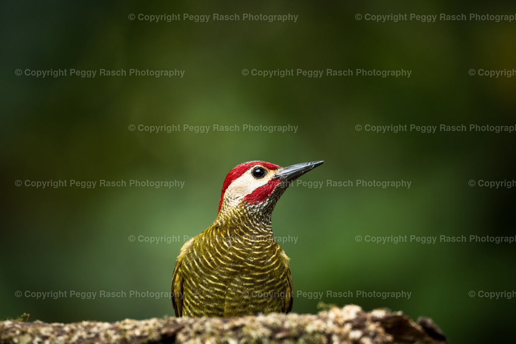 Costa Rica verschiedenes (3) | PeggyRaschPhotography - Realisiert mit Pictrs.com