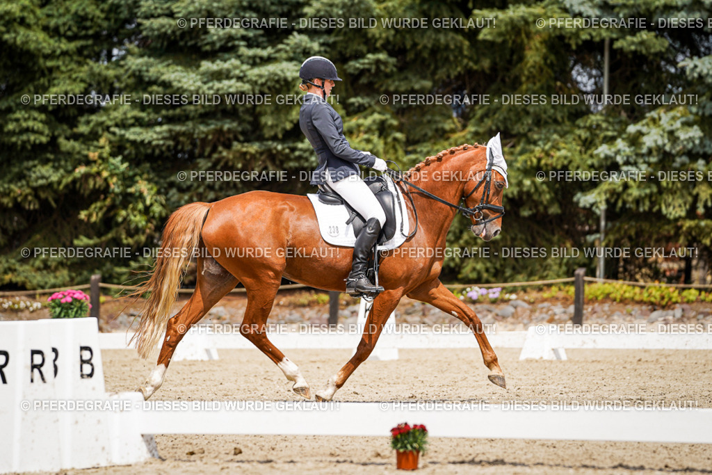 DSC03066 | Pferdegrafie