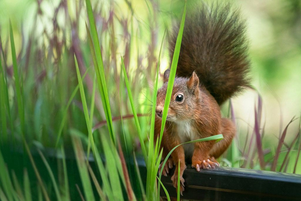 Eichhörnchen im Grasversteck | Deutschland | Premium-Wandbild von justsomewhere.com: Ein rotes Eichhörnchen blickt aufmerksam hinter langen, grünen Grashalmen hervor, während es auf einer dunklen Schiene sitzt, vor einem weichen Hintergrund in Deutschland. - Realisiert mit Pictrs.com