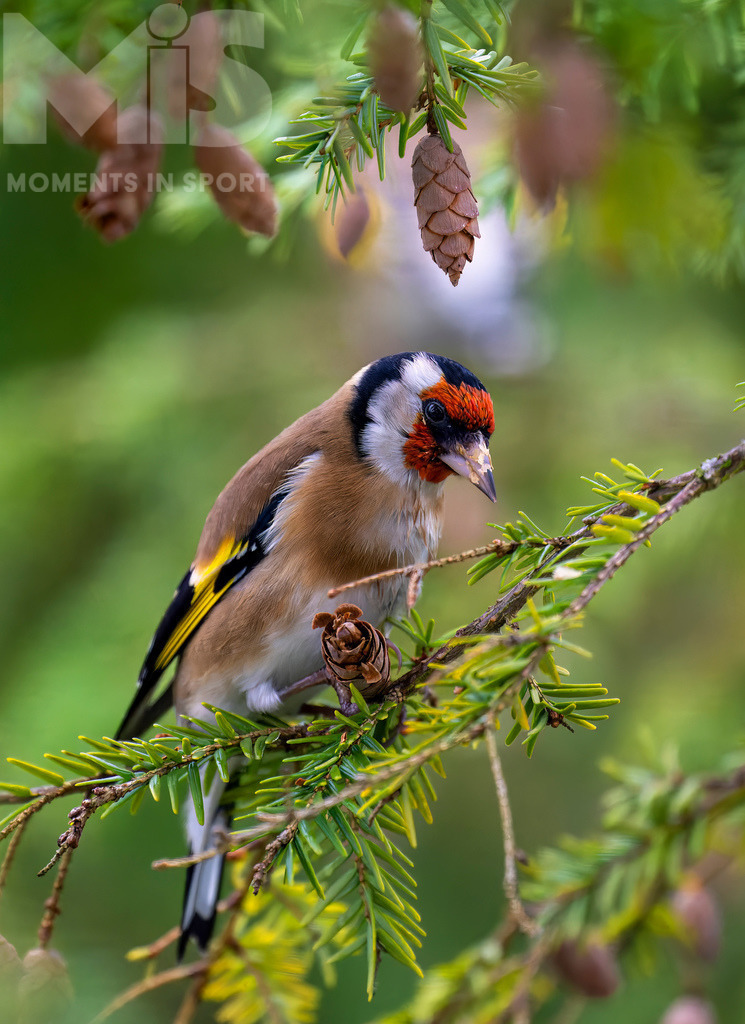MIS_170320cm035.JPG | 07.11.2022,  Bad Wörishofen (Unterallgäu) Ein Distelfink (Carduelis carduelis) bei der Futtersuche. In den kleinen Zapfen findet er proteinreiche Samen. - Realisiert mit Pictrs.com