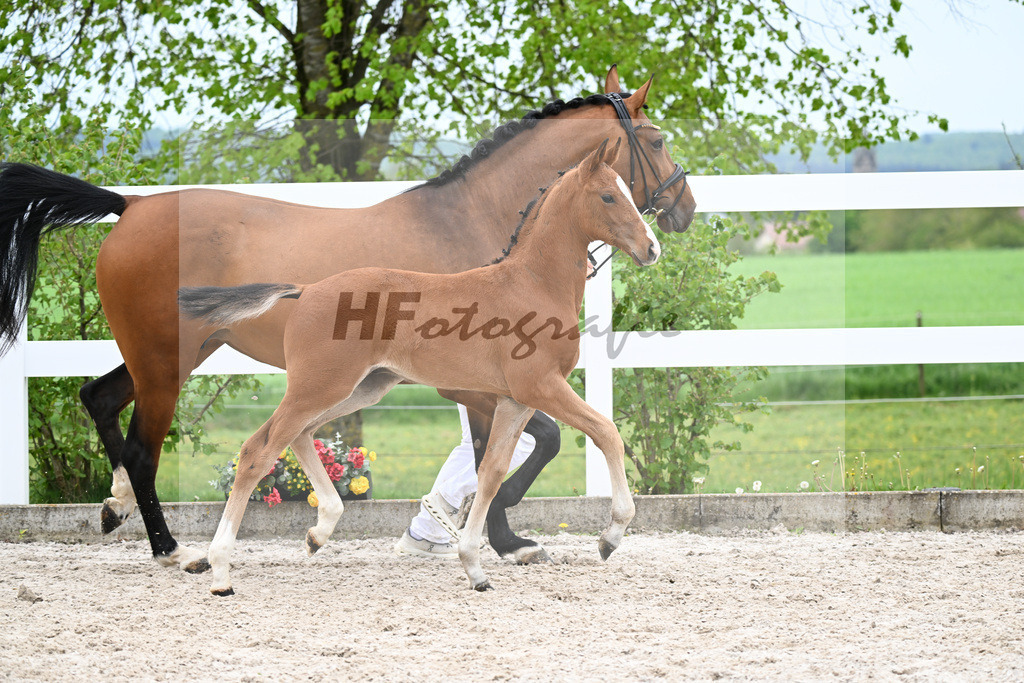 Kat-Nr. 16 HF Zirocco Blue x Chacgrano_Riehm_23260603 | hf-fotografie - Realisiert mit Pictrs.com