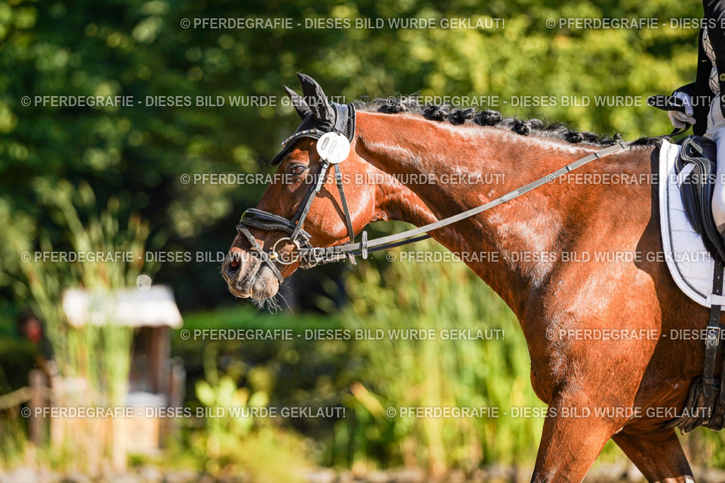 DSC09149 | Pferdegrafie