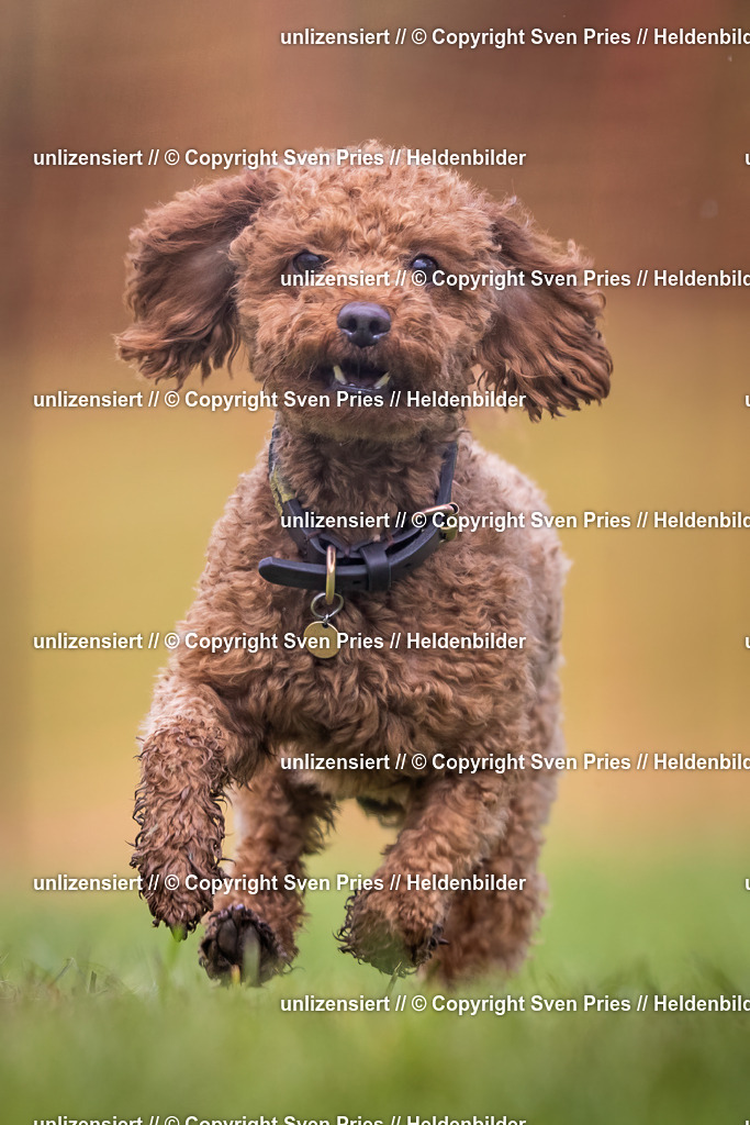 Sven Pries | 2024-04-21 - Hunderennen Baden-Oos
Foto: Sven Pries - Realisiert mit Pictrs.com