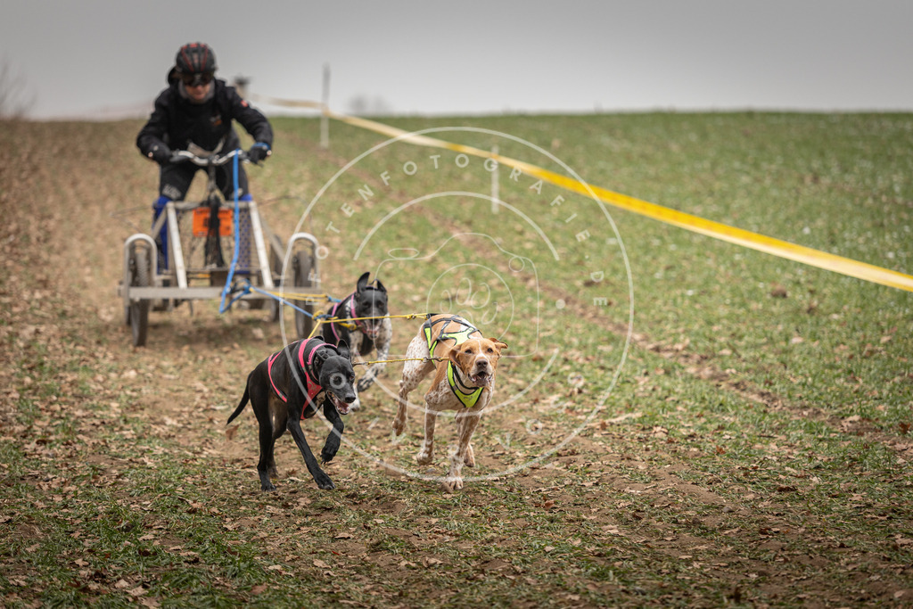 Pfotenfotografie_DV3A4523 | Hundefotografie, Tierfotograf, Pfotenfotografie, Fotoshooting Hund, Hunde Portrait, Hundesport, Hundeportraits, Heideshooting, Hunde, Sportfotograf, Hundefotograf, Turnierhundsport, THS,  - Realisiert mit Pictrs.com