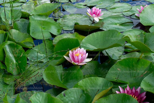 Seerosen_ | Fotografie Photography Dresden Photoshooting  Fotoshooting Fotografin Dresdencity Bilder  Foto Dresdenvideos Kalender Postkarten Bilderdownload Portrait Hochzeitsfotografie Familienfotos Bewerbungsbilder Studiofotografie Fotograf Dresdenbilder Business - Realisiert mit Pictrs.com