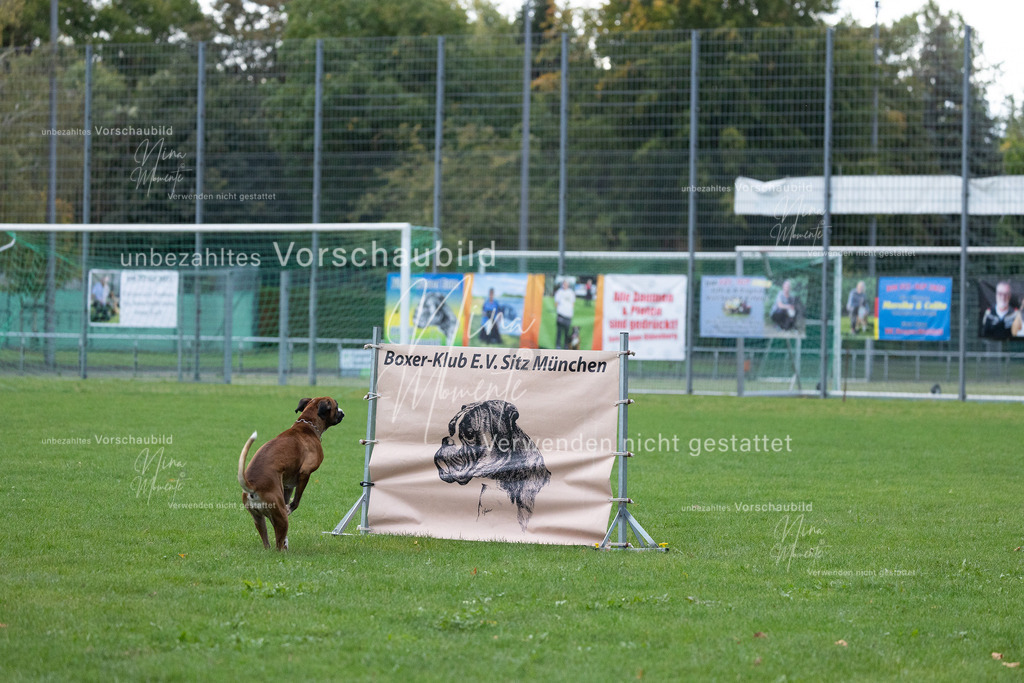 _16A4679 | Einzigartige Fotos von Hunden & Menschen –Actionfotos, Portraits, Vereinsaufnahmen & Paarshootings – authentisch, lebendig & mit Herz.
