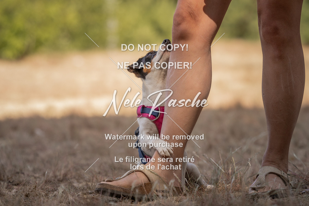 nelerasche_soDD2_228 | nelerasche