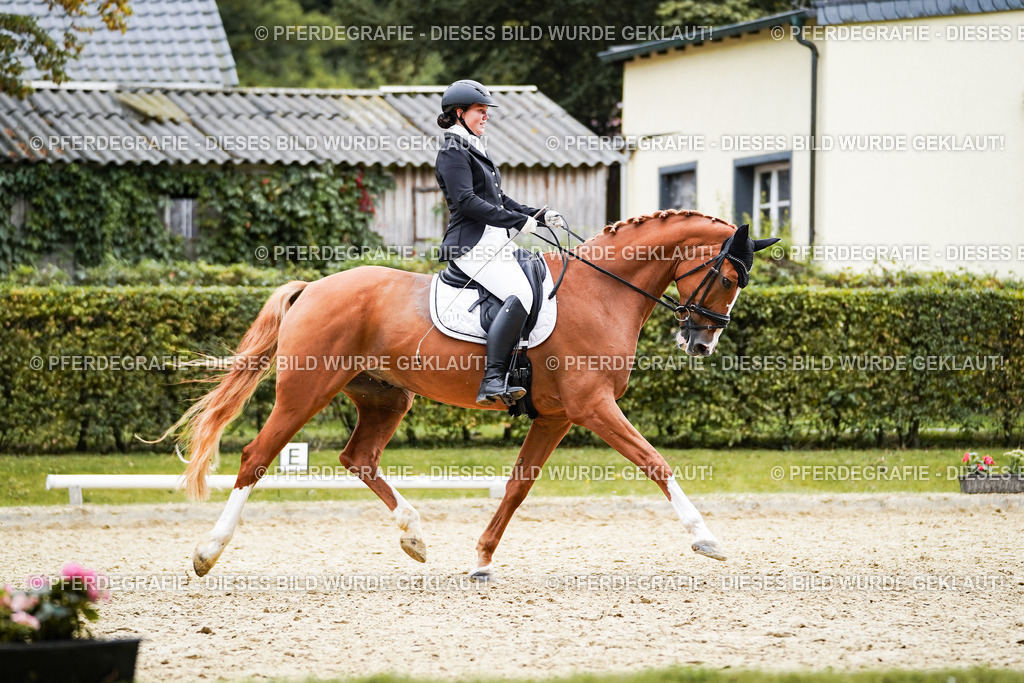 DSC00992 | Pferdegrafie