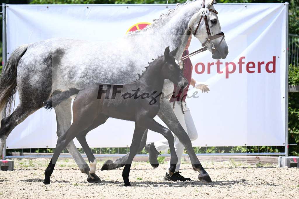 Comme il faut x Hickstead White_SF_Eder_19240622 | hf-fotografie - Realisiert mit Pictrs.com