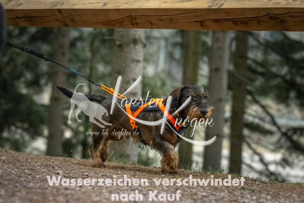 0825_ZZ91348 | kk-dogfotos