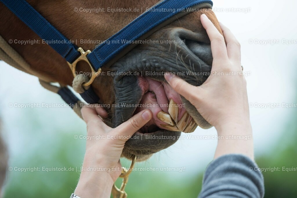 20180516_Vitalfunktionen_Pferd_0030 | equistock