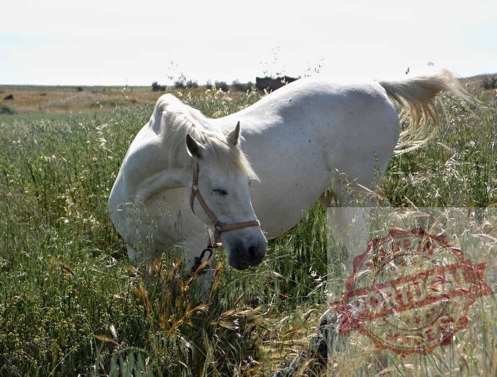 White horse grazing free in rural field | White horse grazing in a sunny field of tall green and dry grass - Realized with Pictrs.com