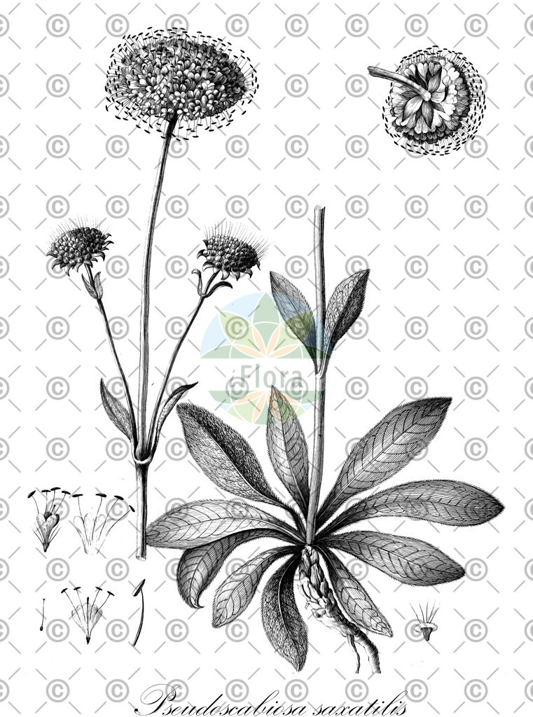 HistAbb_wfo-0001171240_2_ENZY_Simple | Historische Abbildung von Pseudoscabiosa saxatilis - Caprifoliaceae | Historical Illustration of Pseudoscabiosa saxatilis - Caprifoliaceae