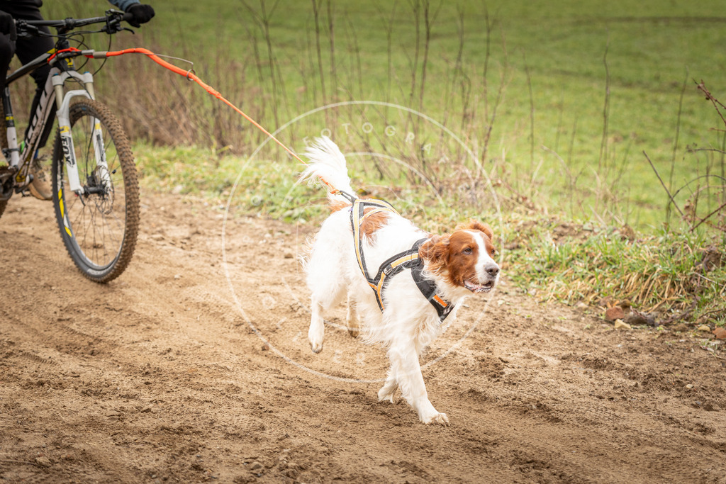 DV3A1174 | Hundefotografie, Tierfotograf, Pfotenfotografie, Fotoshooting Hund, Hunde Portrait, Hundesport, Hundeportraits, Heideshooting, Hunde, Sportfotograf, Hundefotograf, Turnierhundsport, THS,  - Realisiert mit Pictrs.com