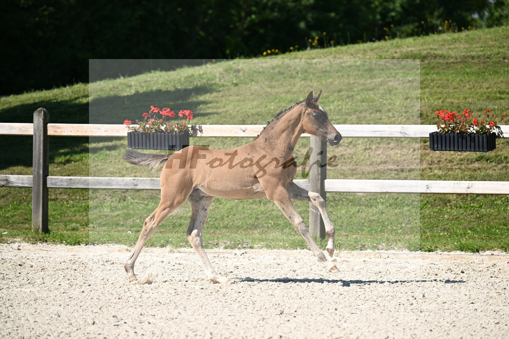 Kat-Nr. 10 Conthargos x Mylord Carthago_HF_Zuchthof Meindl_24250216 | hf-fotografie - Realisiert mit Pictrs.com
