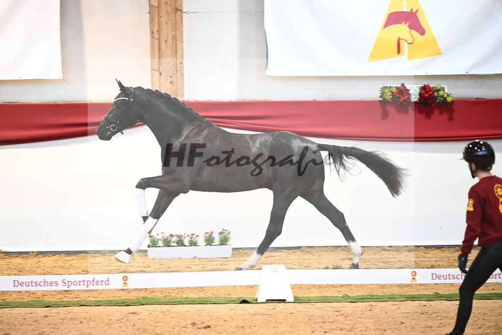 Kat-Nr. 49 Springbank II VH x Dante Weltino_Winklmaier_43232084 | hf-fotografie - Realisiert mit Pictrs.com