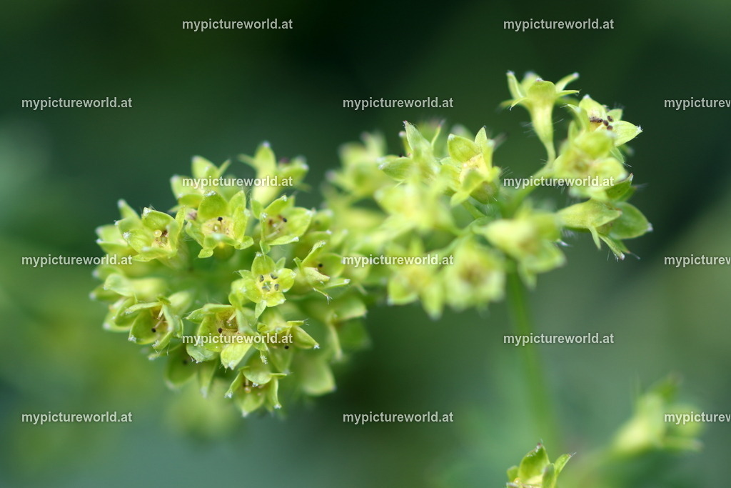 Bergwiesen-Frauenmantel-001 | Das Bilderarchiv über Tiere, Planzen und Landschaften. In der Bilddatenbank finden Sie ein große Auswahl an hochwertigen Bilder für Ihre Werbung - Realisiert mit Pictrs.com